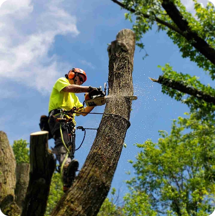 Tree Removal