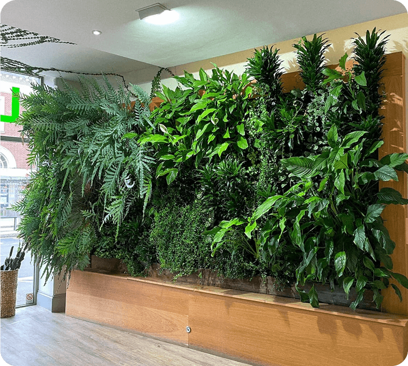 Plant Installation