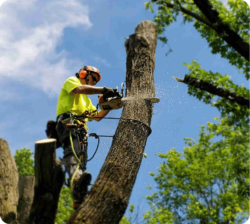 Professional Tree Removal Services